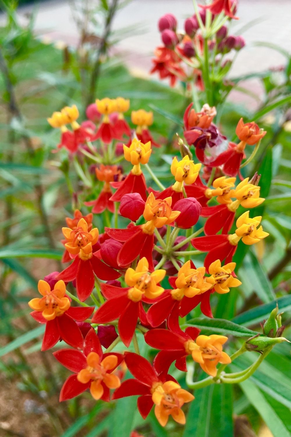 Butterfly weed