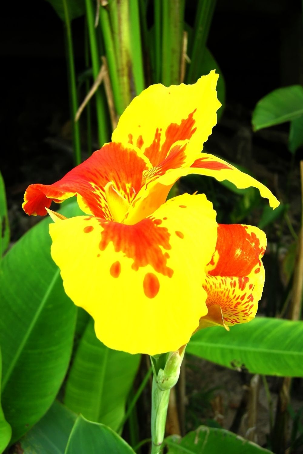 Canna lily