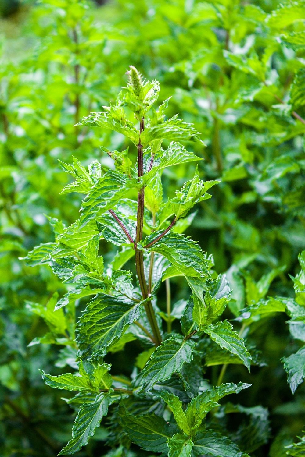 Choose which mint variant to grow