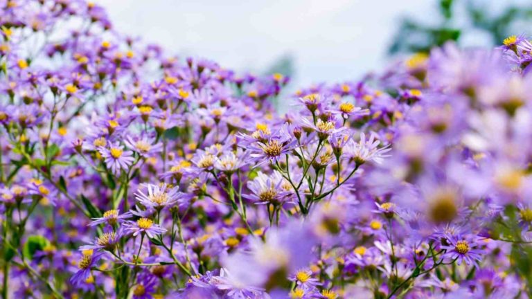 Easily Spotted Deer Resistant Perennials