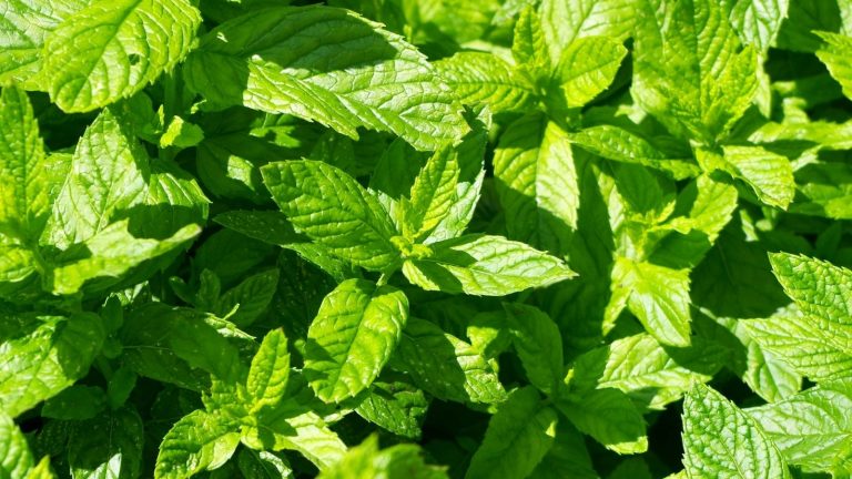 Easy Steps To Grow Mint At Your Home