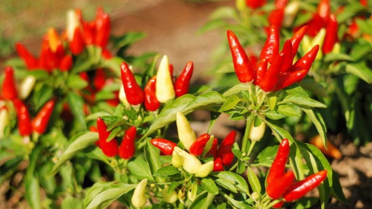 Grow Hot Peppers In Gardens And Containers