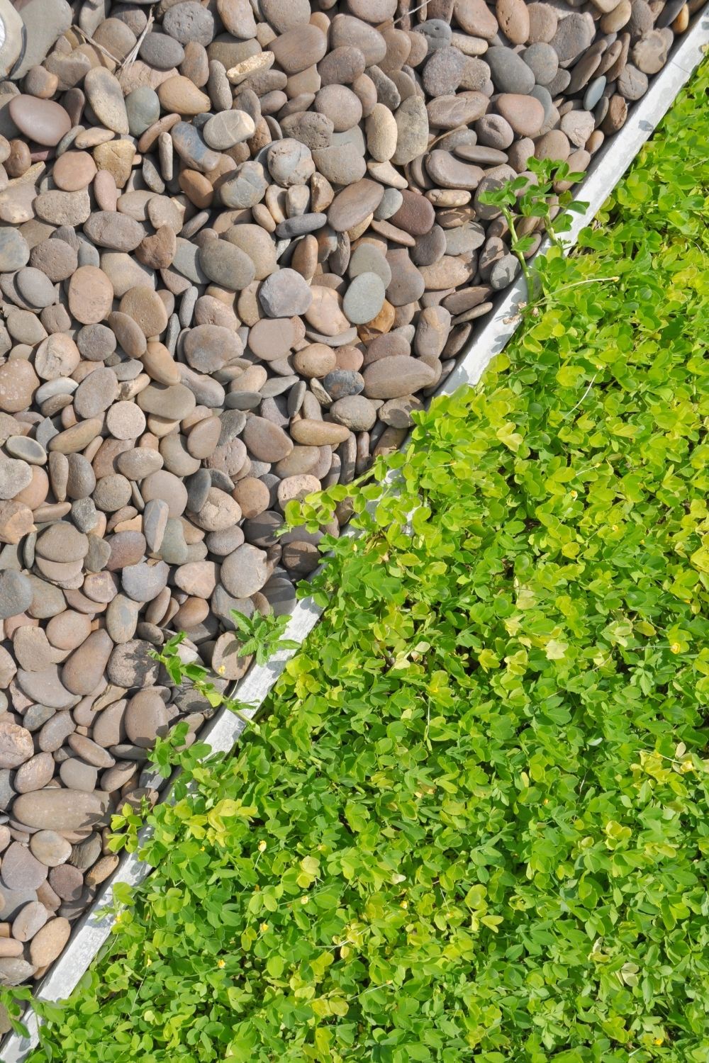 Grow plants with a tough pebbled border