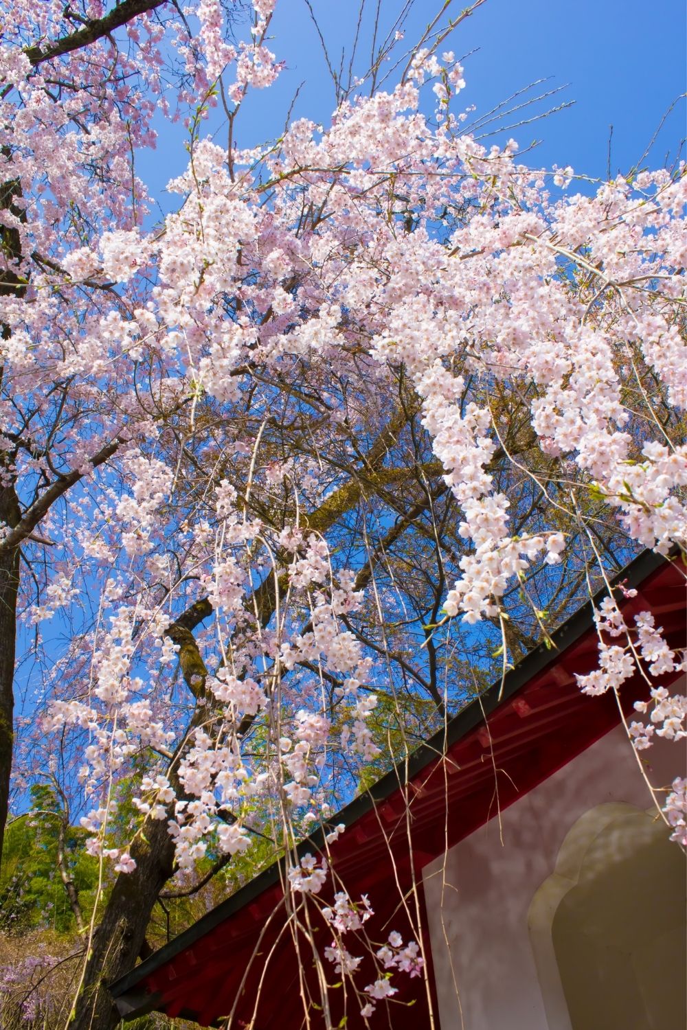 Grow variety of weeping trees