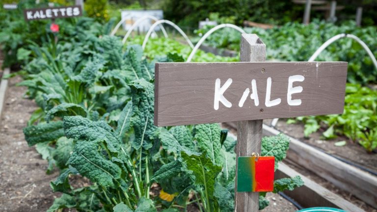 Growing Kale Indoors