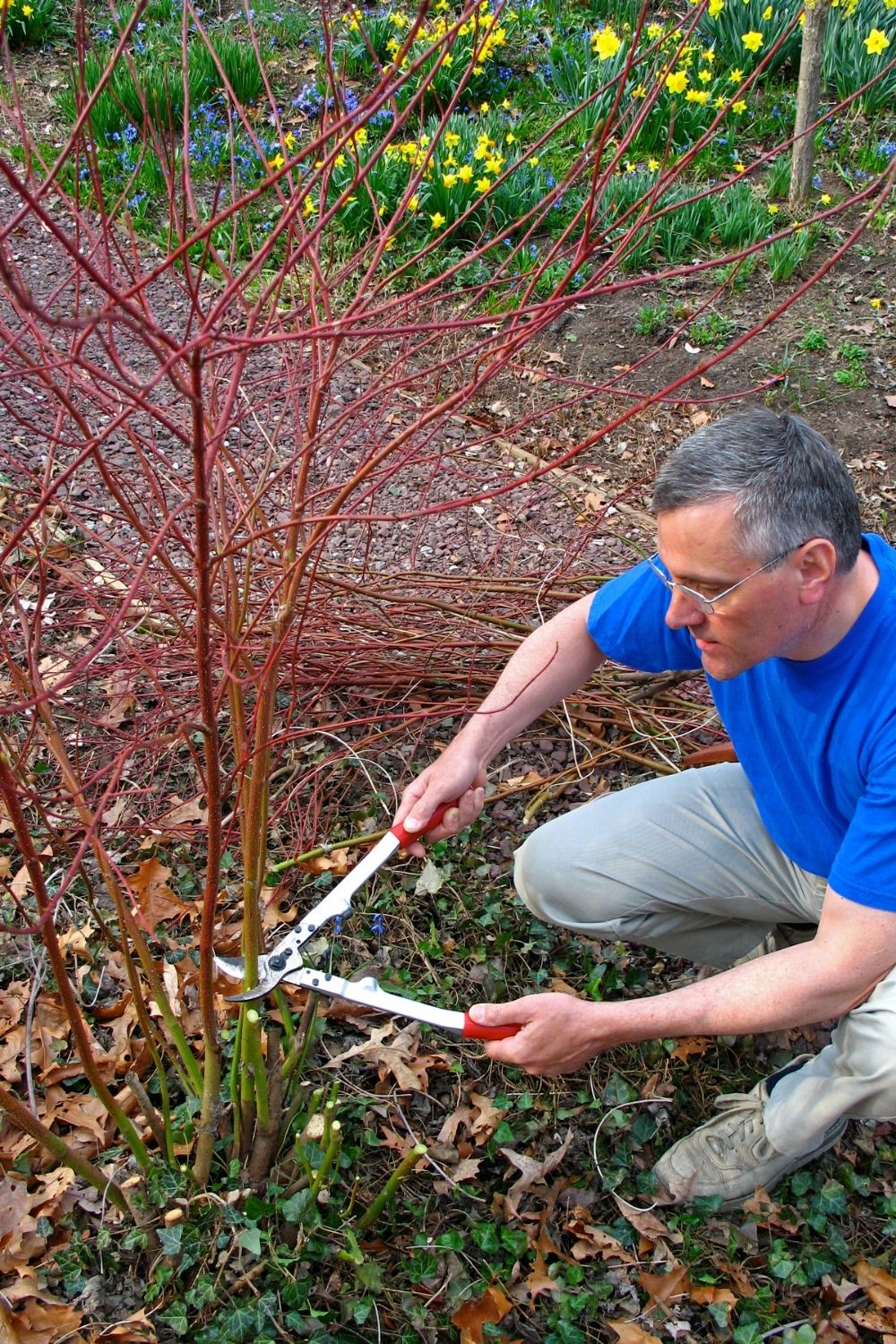 Hasty pruning will spoil your shrubs