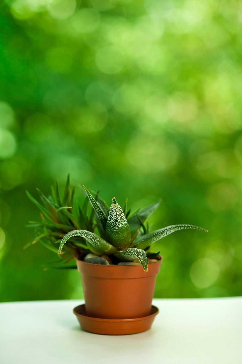 Haworthia