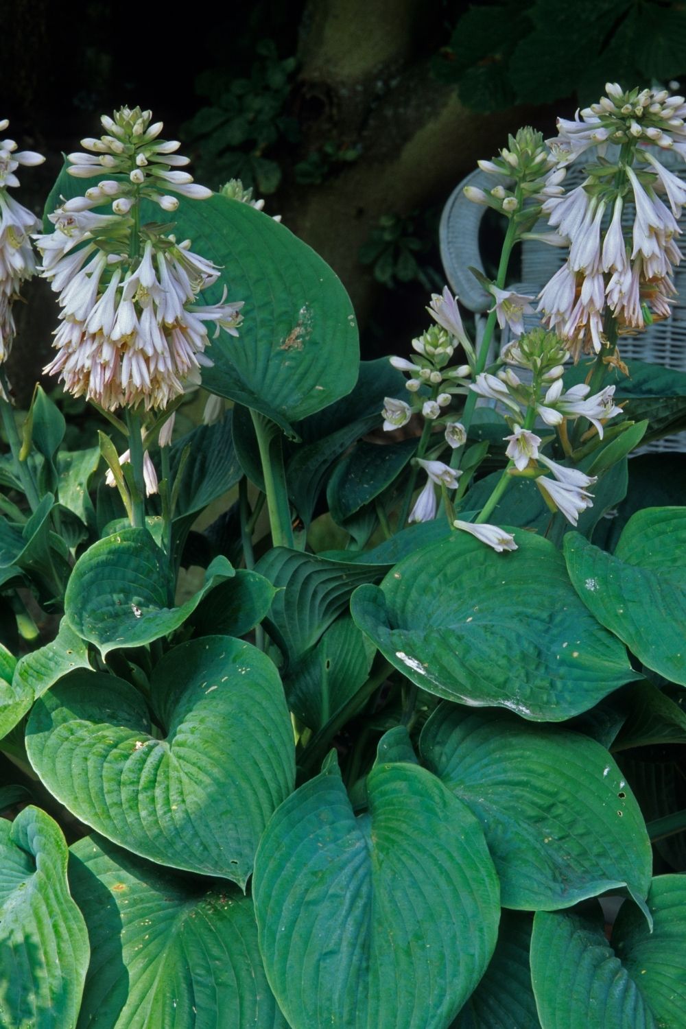 Hosta