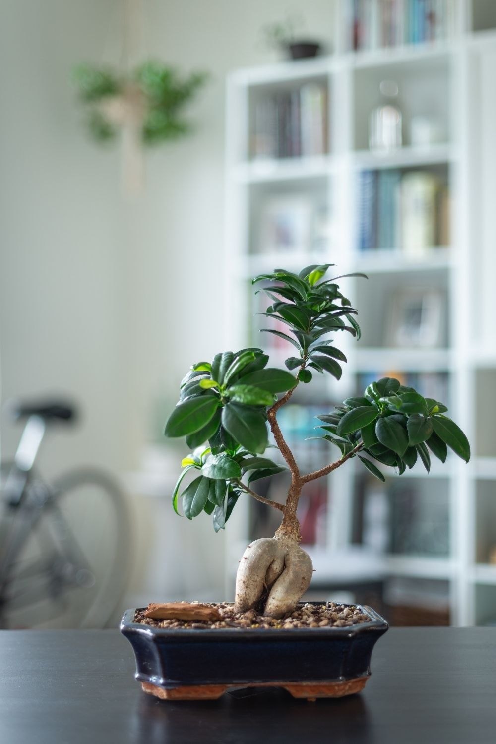 Indoor plants for spring