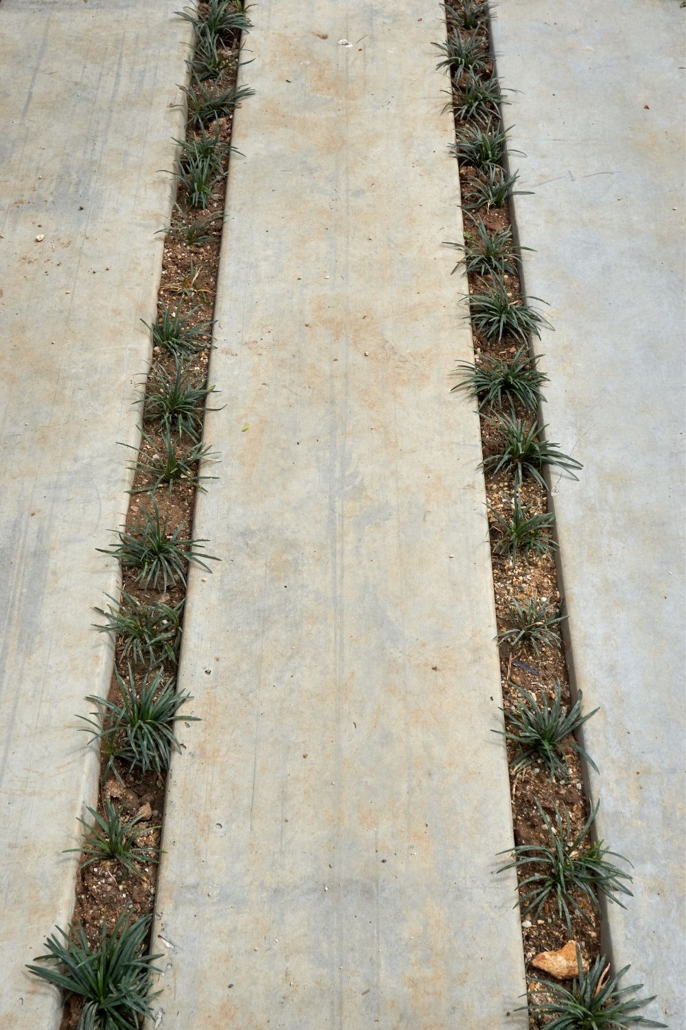 Key points to remember while planting the parking strip