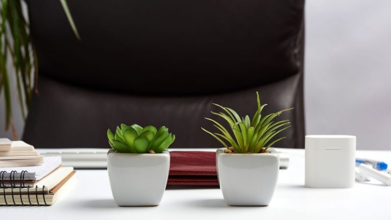 Low Light Succulents For Your Office