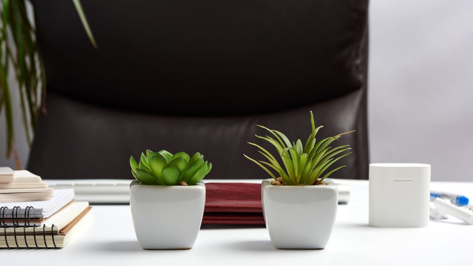 Low Light Succulents For Your Office