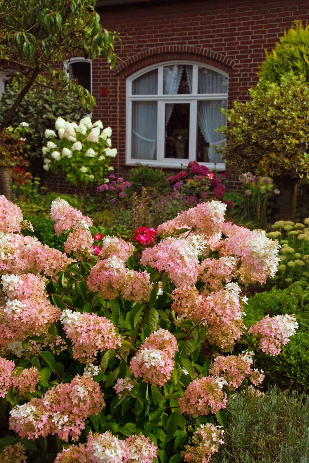 Oakleaf Hydrangea is a four-season plant for small gardens