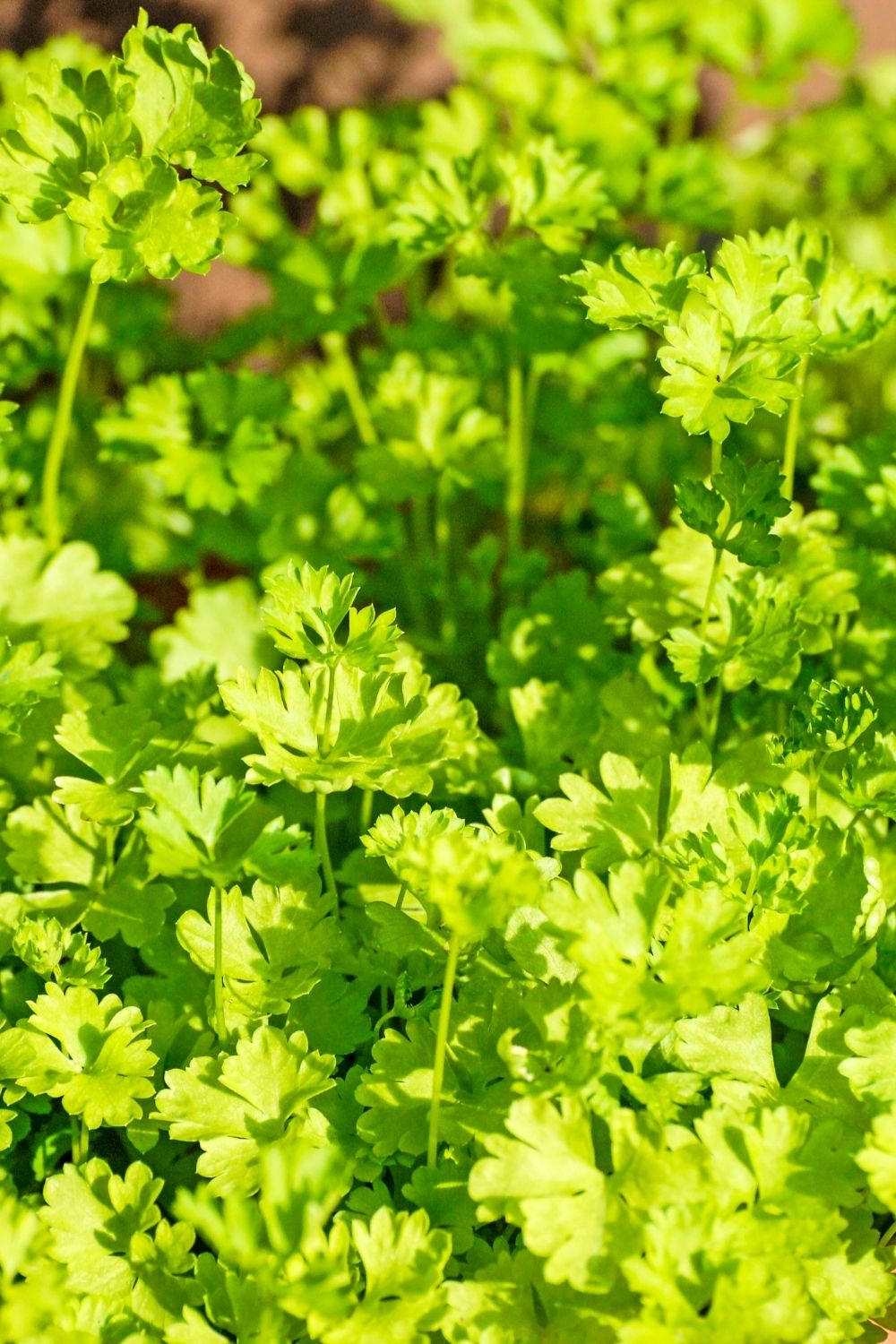 Parsley’s both variants are herbs