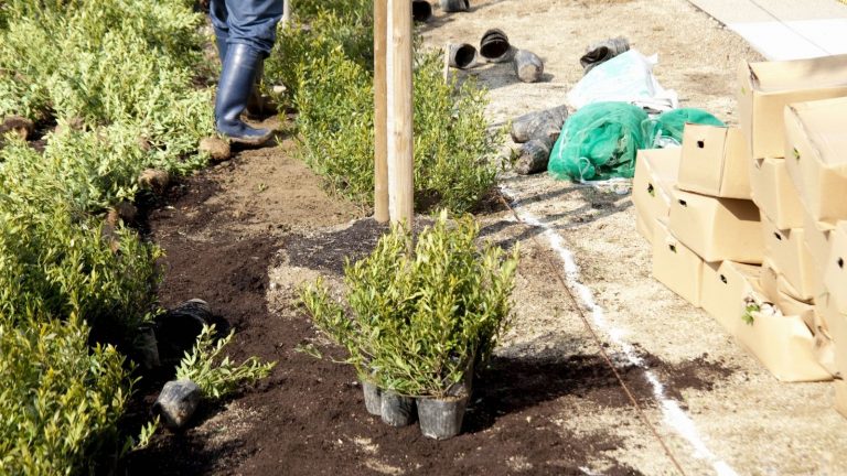 Plant The Parking Strip