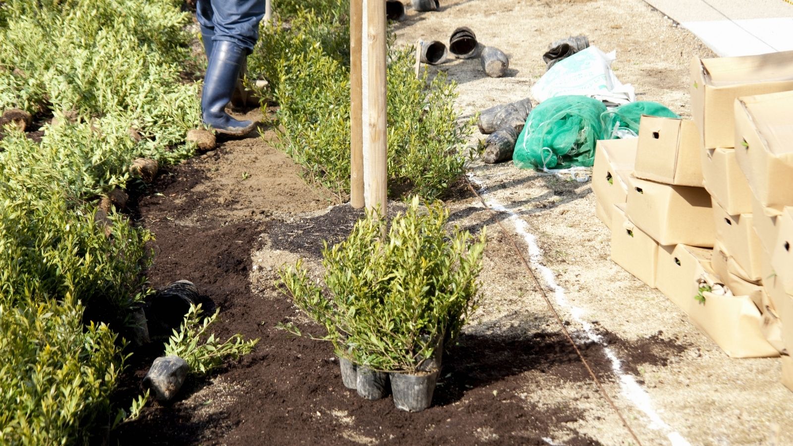 Plant The Parking Strip