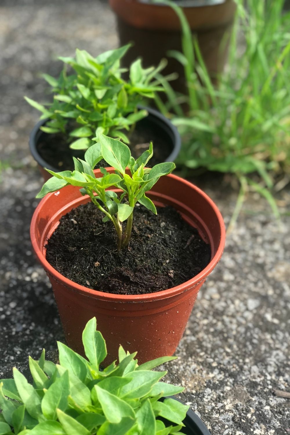 Plant the pepper seeds