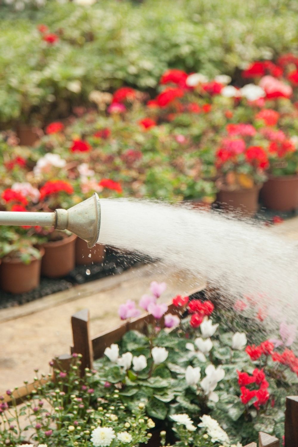 Regular watering and pot water-feeders