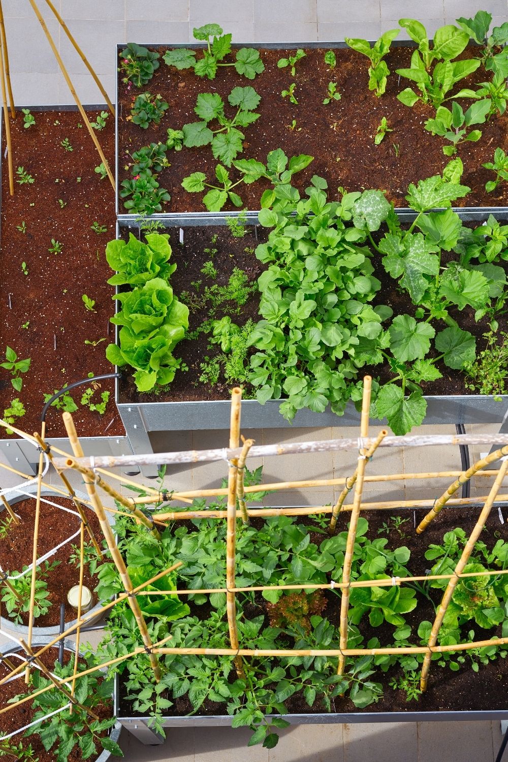 Use animal trough raised garden beds