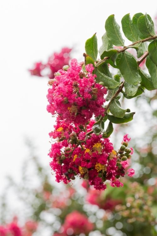 Weeping Crape Myrtle