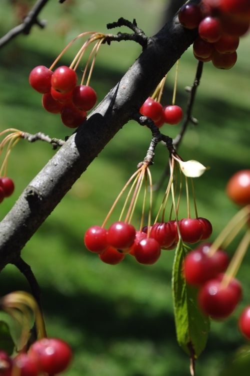 Weeping cherry tree