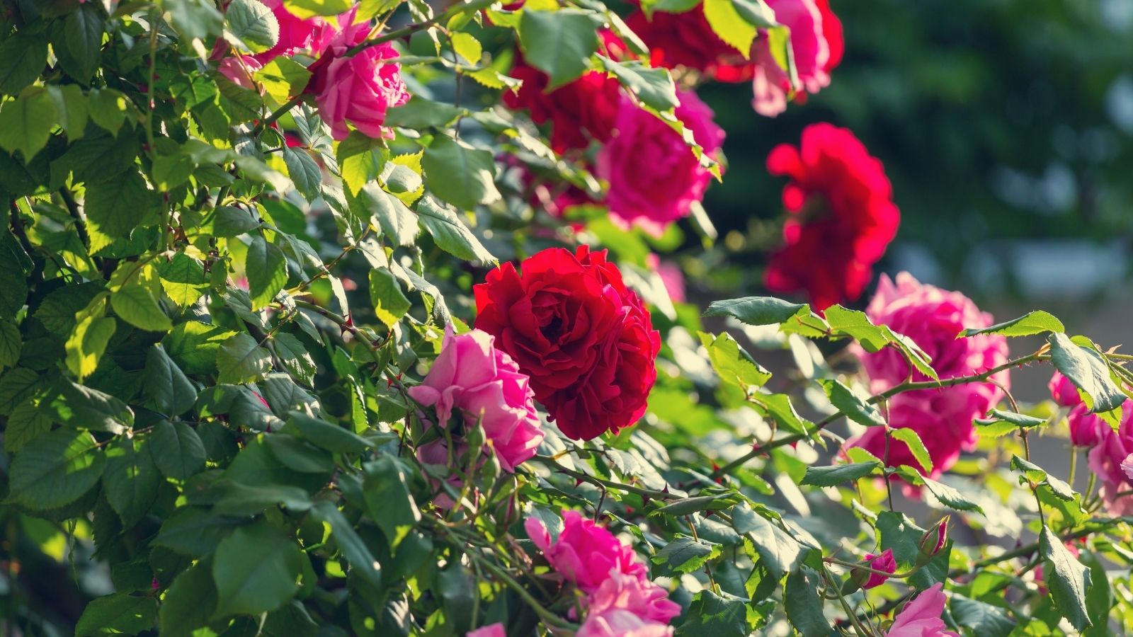 Wish To Grow Easy Roses