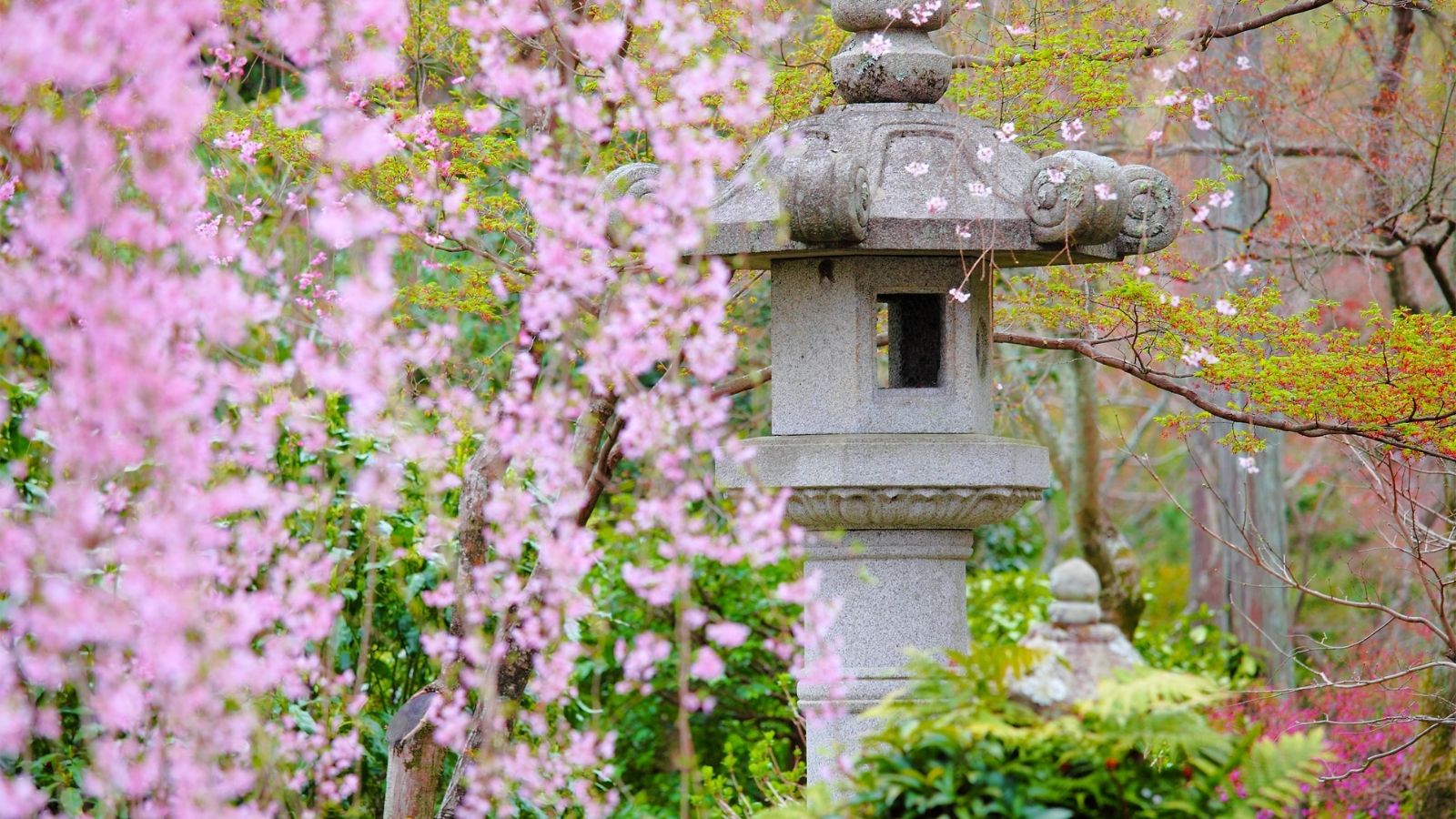 Wonderful Weeping Trees To Decorate The Yard And The Garden