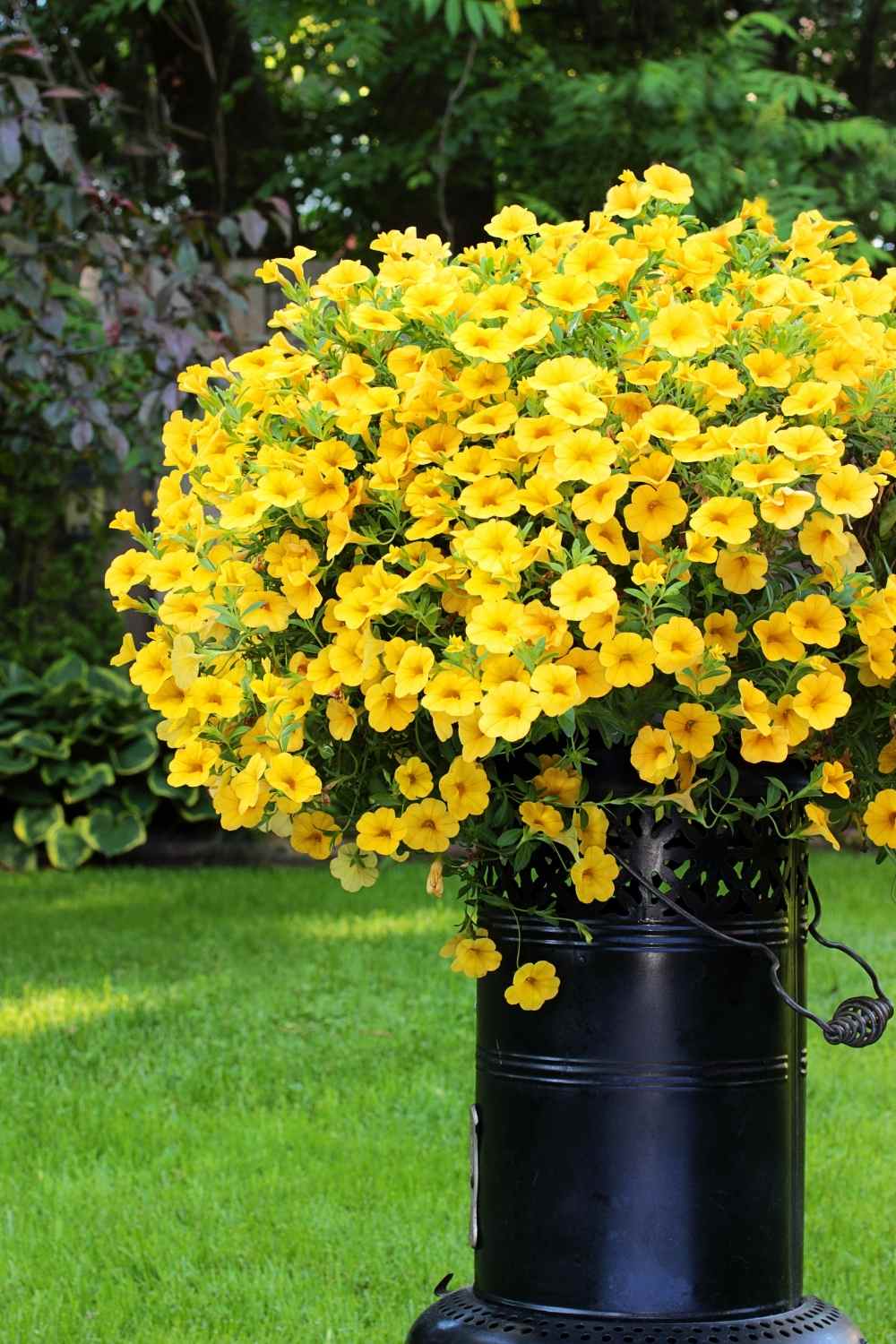 Calibrachoa