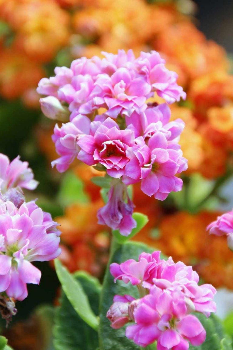 5-beautiful-flowering-plants-for-your-home-garden