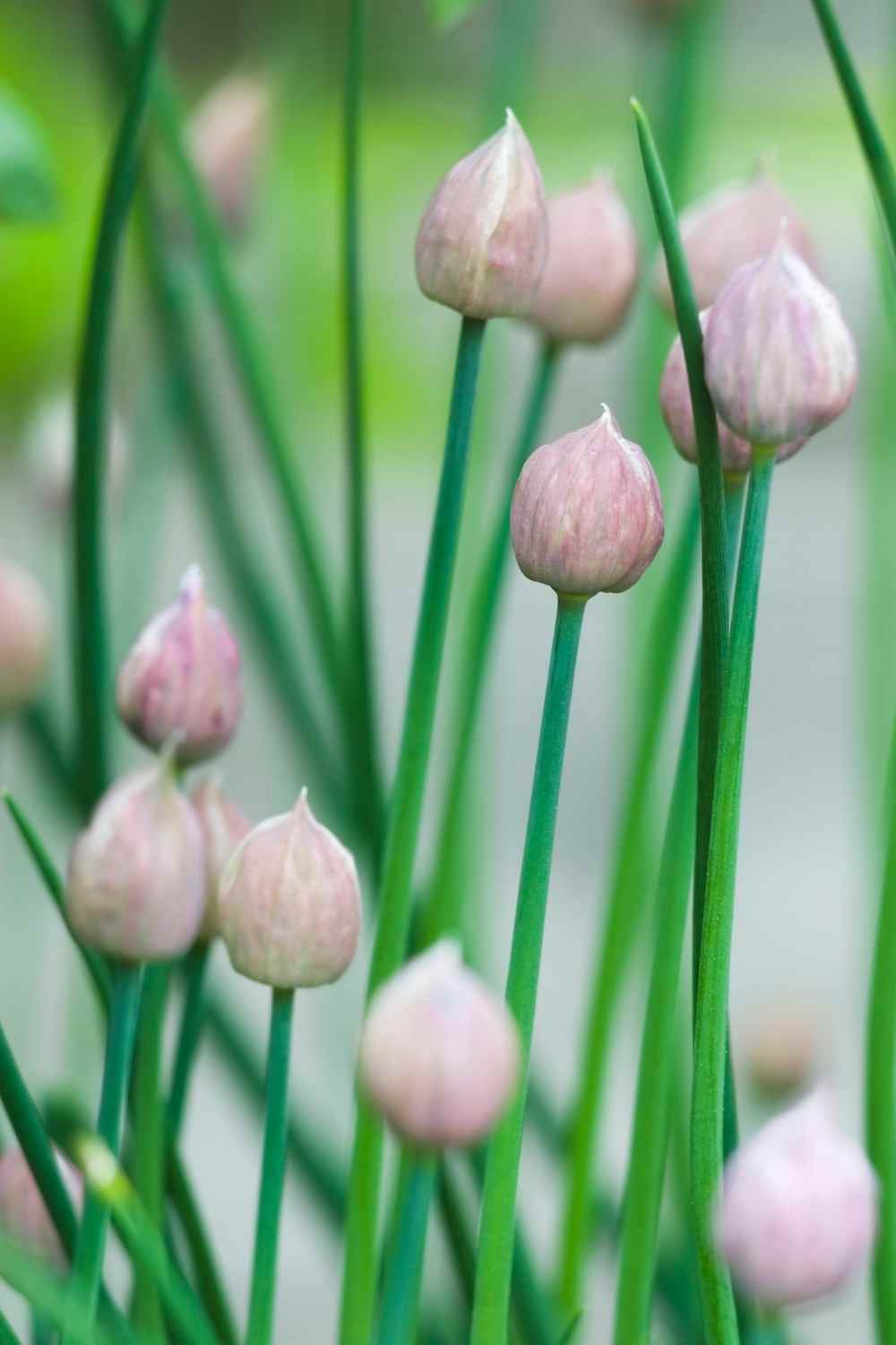 Grow a variety of perennial culinary herbs