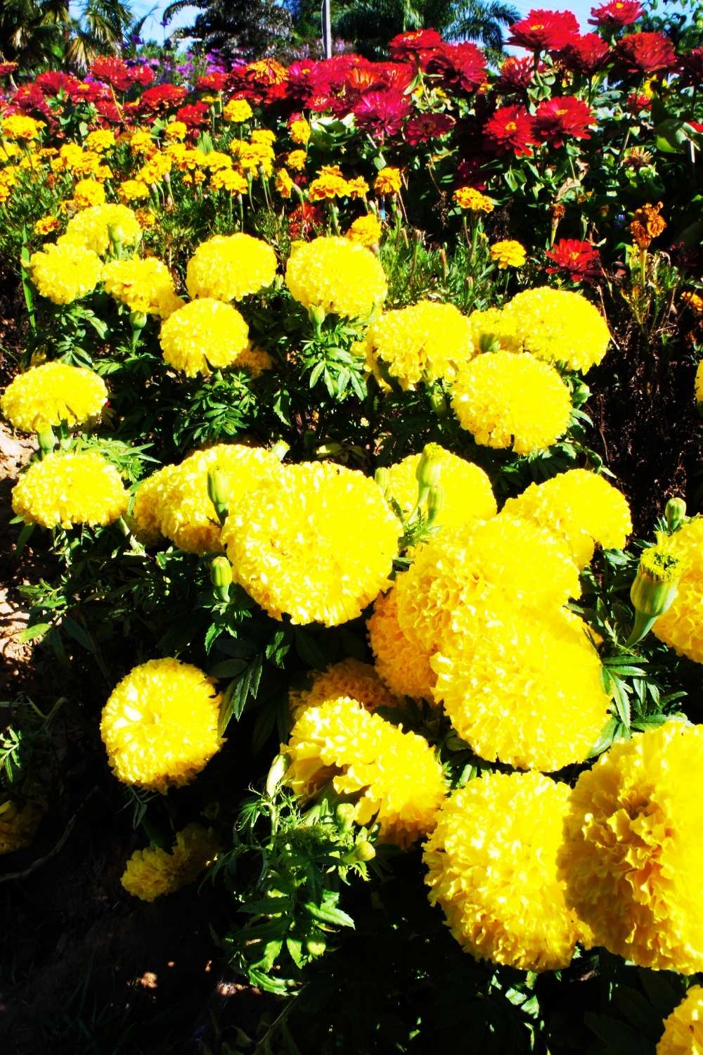 Marigolds