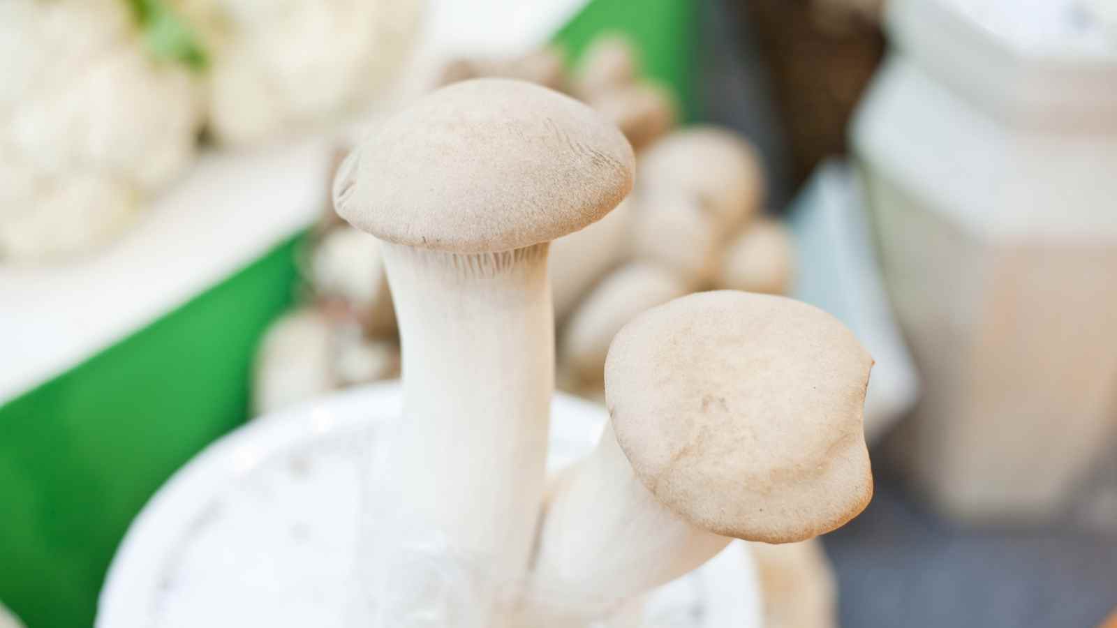 Mushroom Cultivation In India