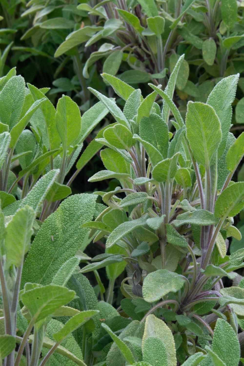 Plant a variety of annual culinary herbs