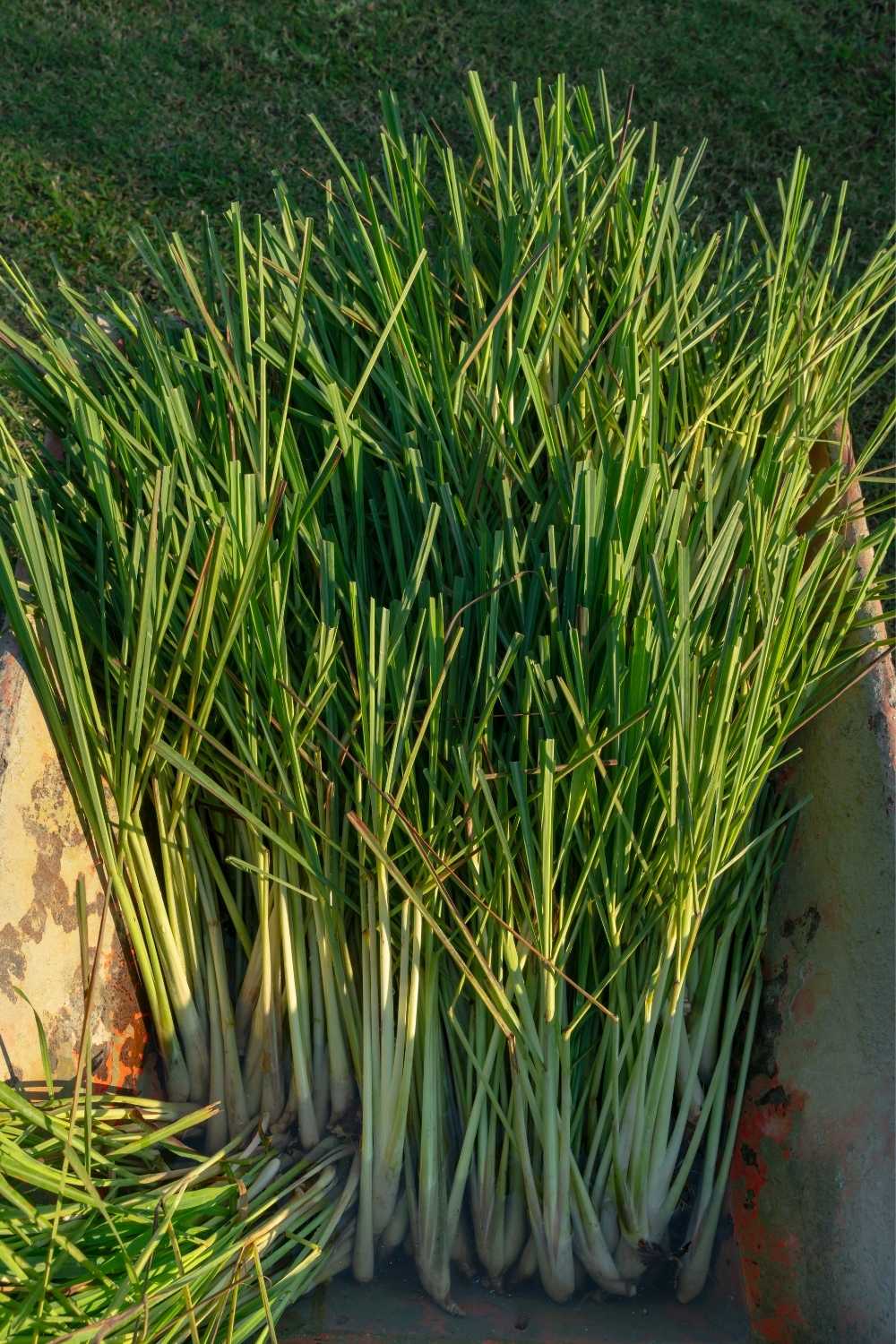 Right time to harvest lemongrass