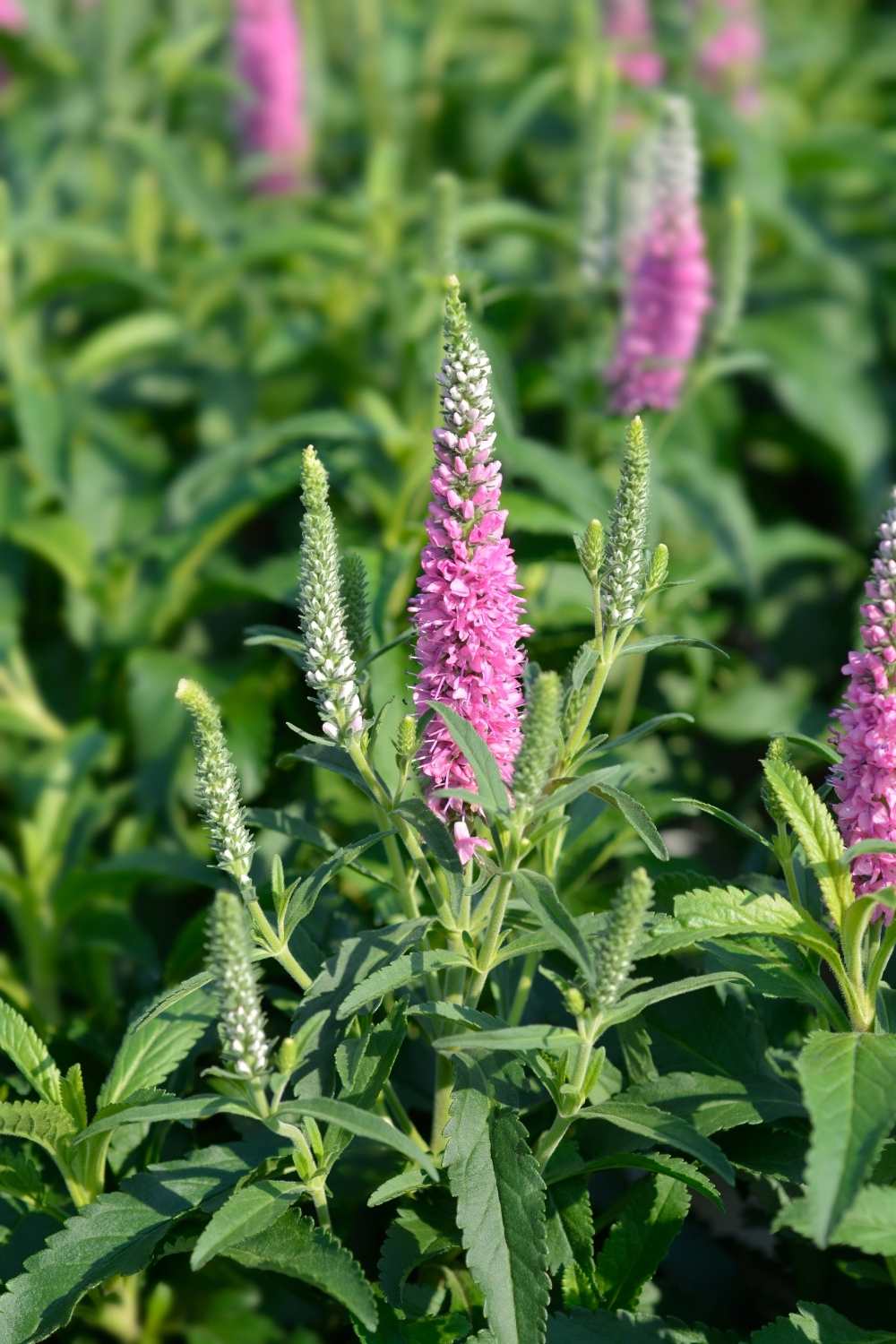 Spike speedwell