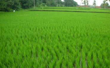 Tips For Successful Organic Farming In India