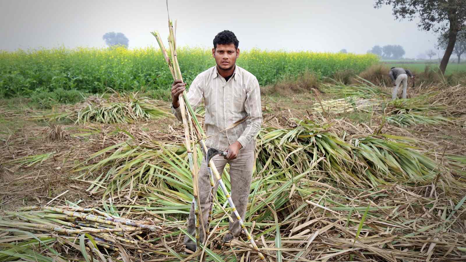 Best Sugarcane Harvester In India