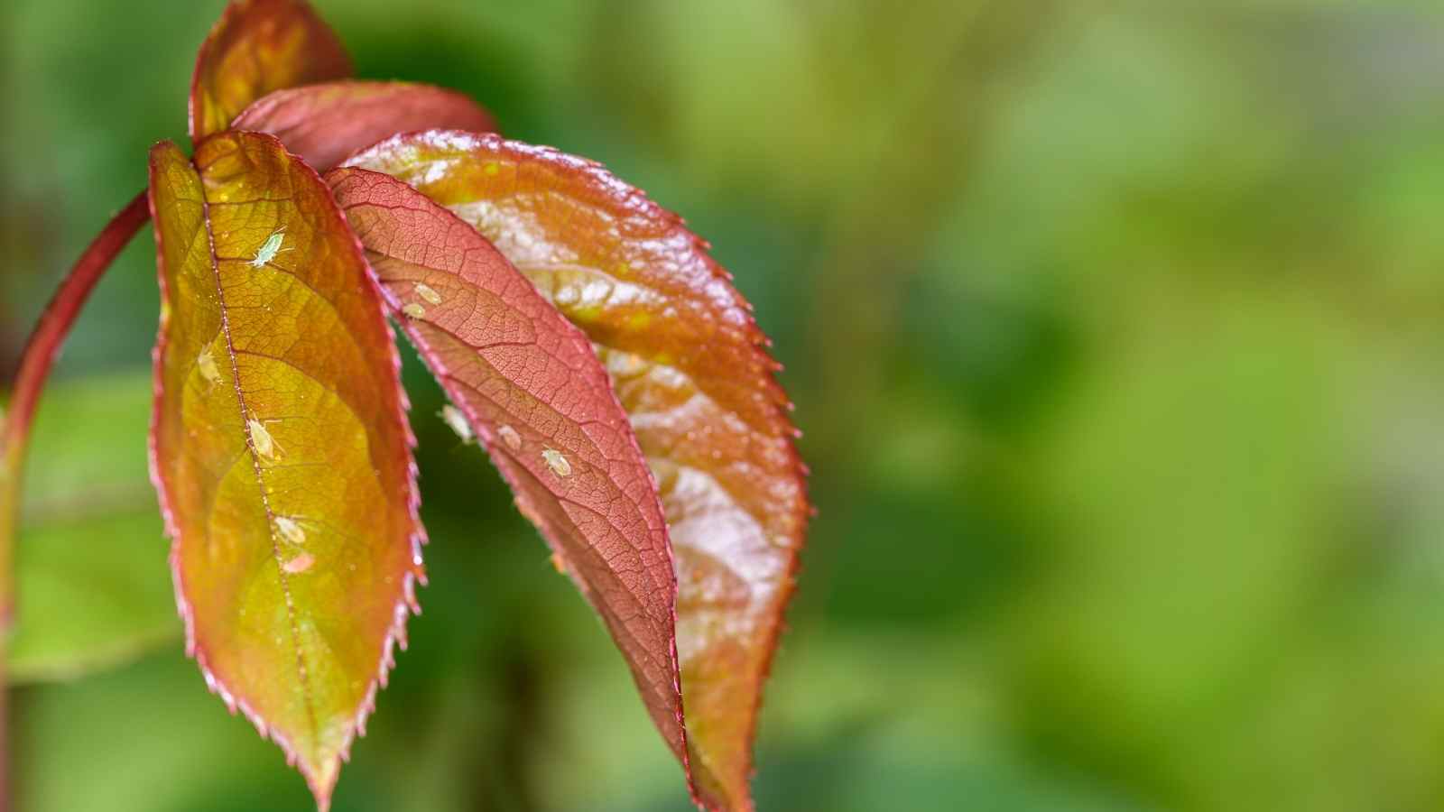 Insect And Pests At The Farms