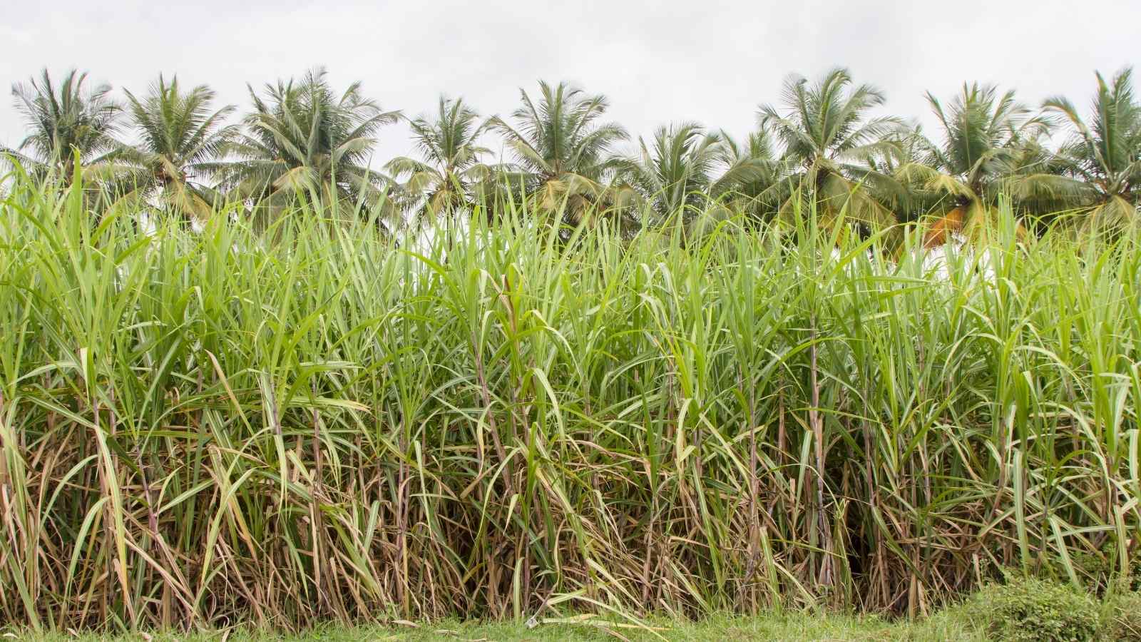 Largest Crop Producing States In India