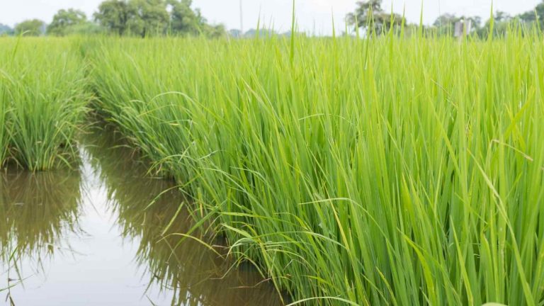 Rice Transplanters Found In India