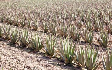 The Finest Aloe Vera Farming Guide