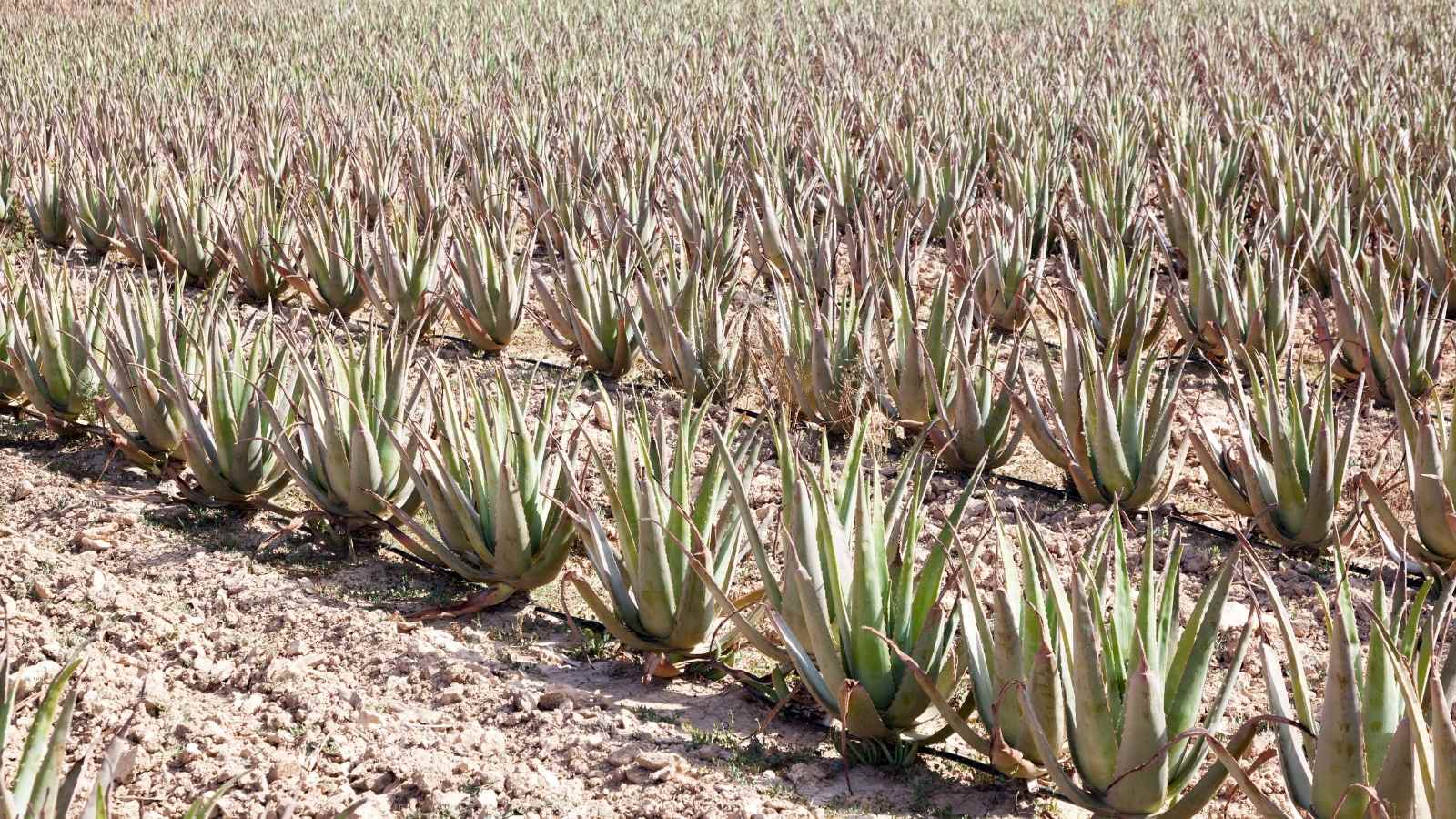 The Finest Aloe Vera Farming Guide