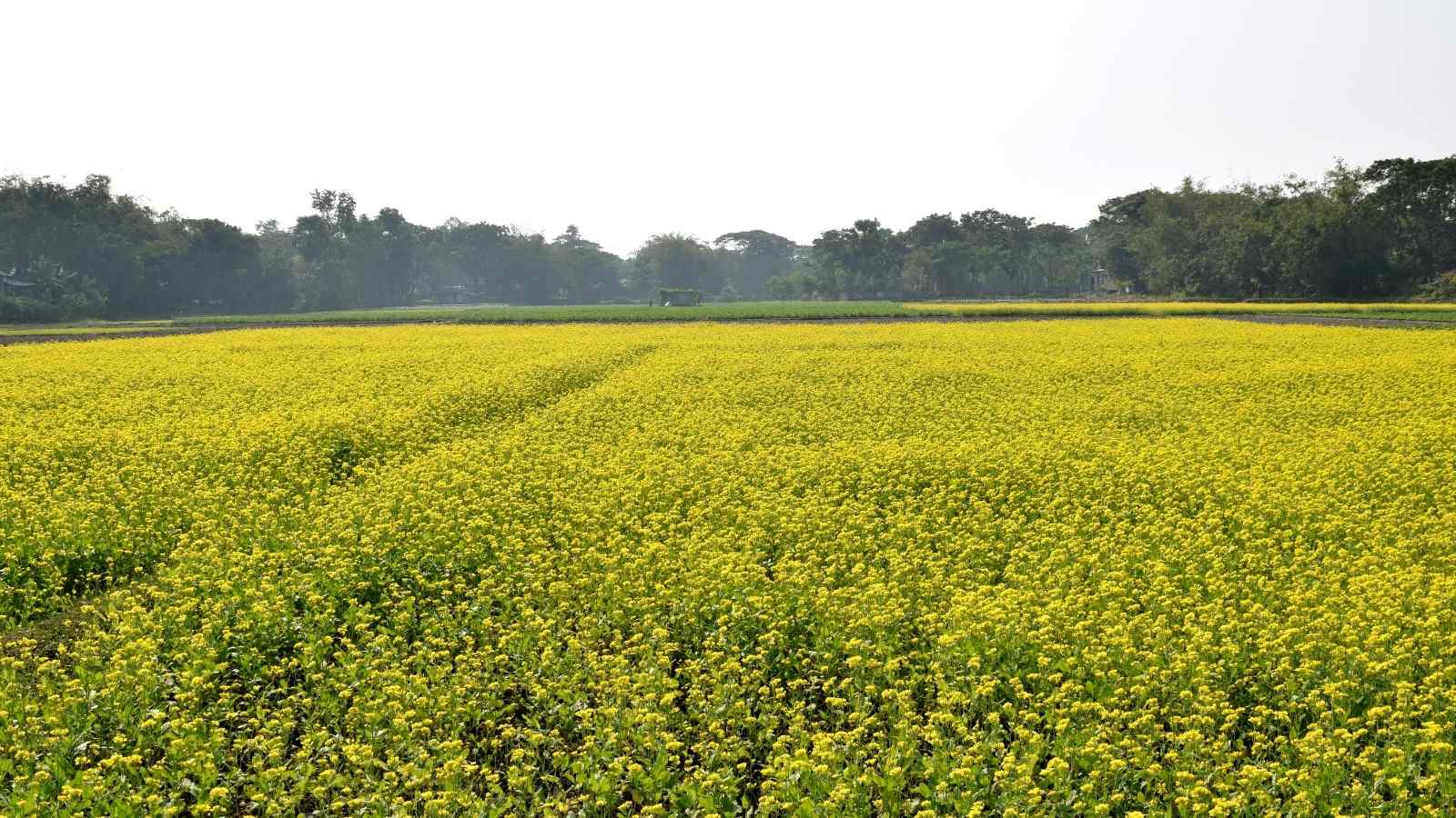 Drones used in Agricultural Sector