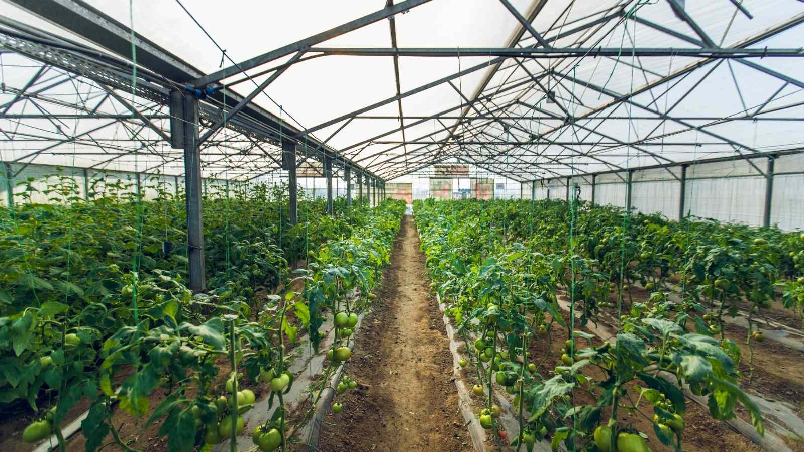 Green Houses To Escape The Weather Irregularities