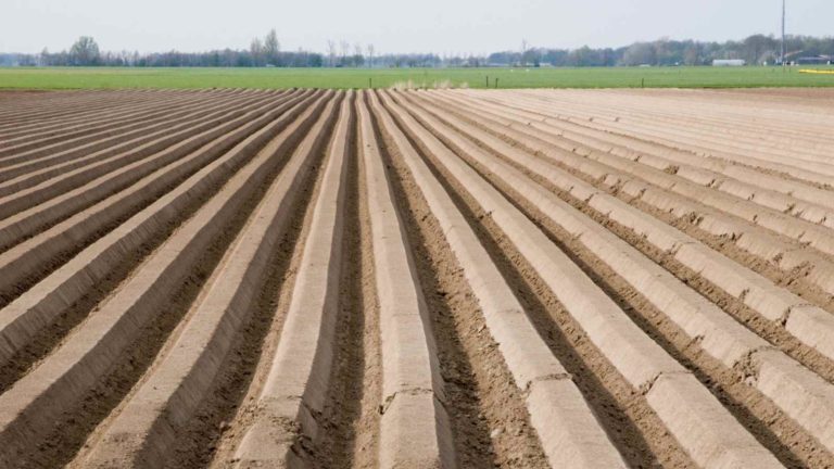 Major Soil Indicators To Increase The Crop Yield