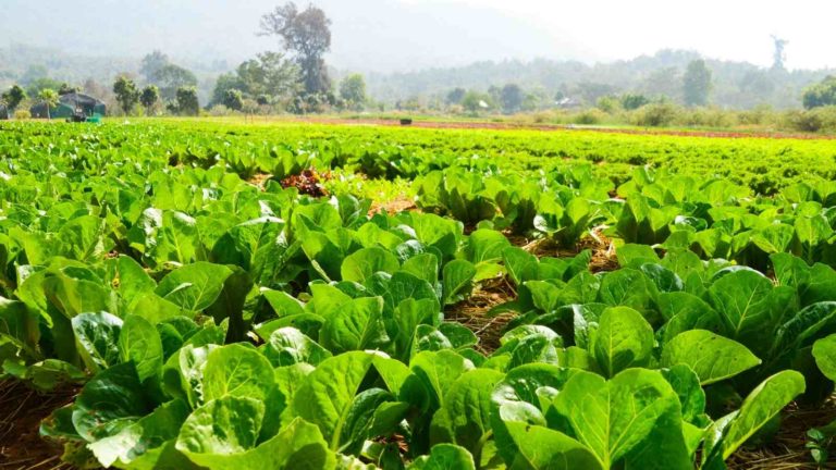 Start Vegetable Farming