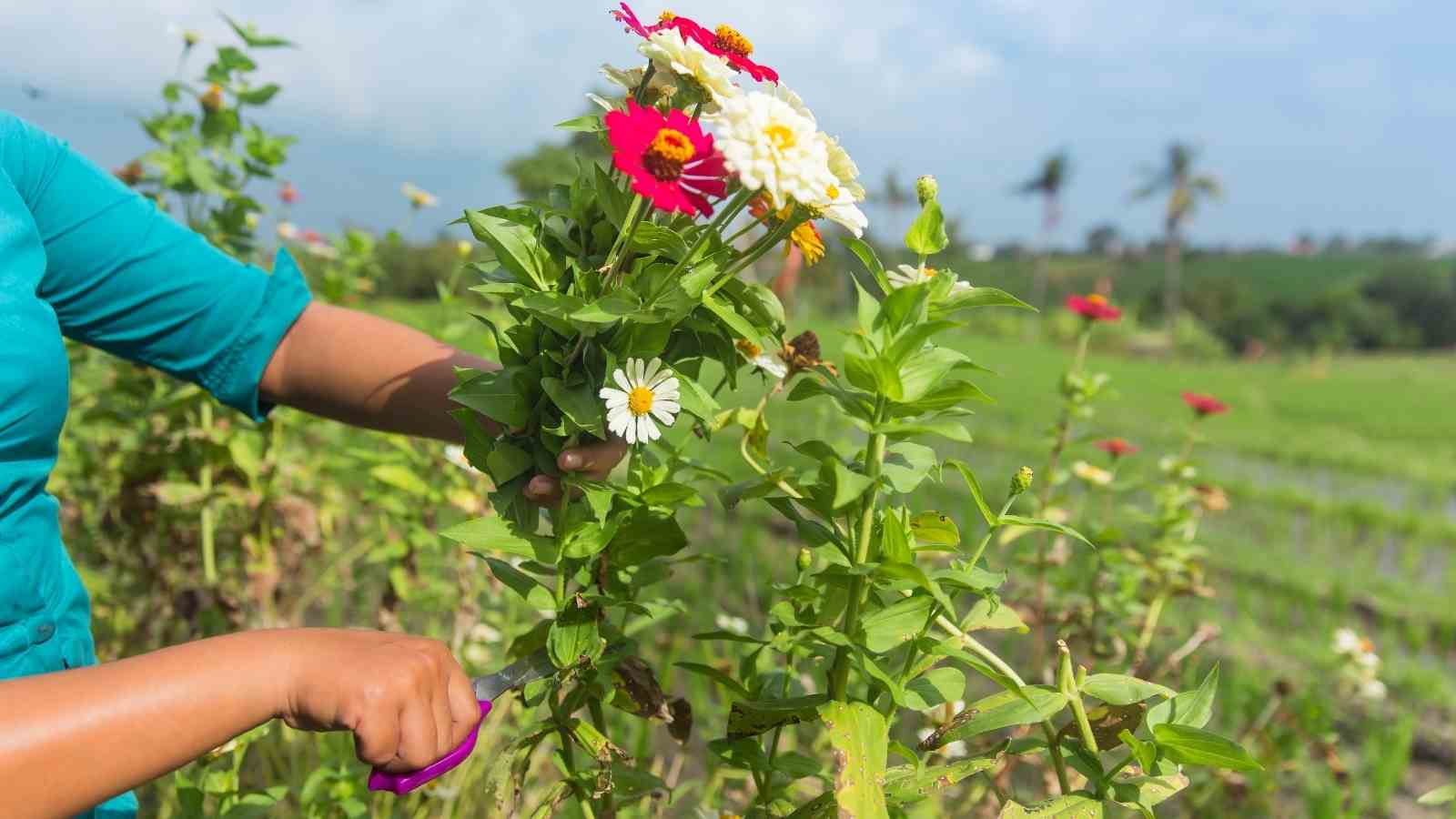 Sustainability In The Farms Can Be Increased