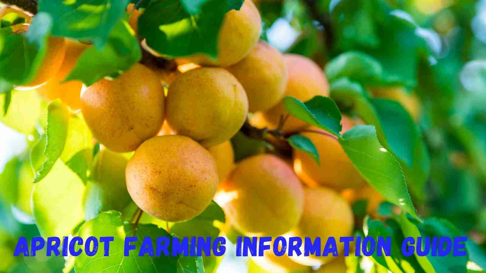 Apricot Farming All Across India