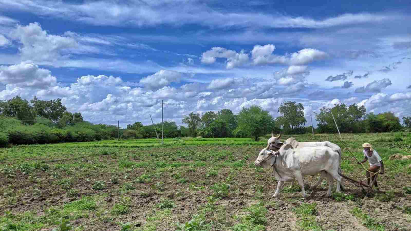 Contract Farming in India