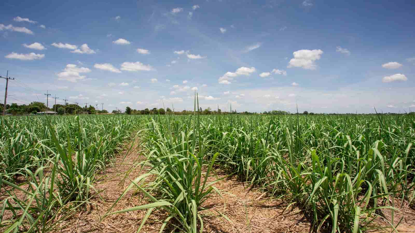 Facts Of Sugarcane Farming All Across India